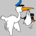 storch_klein